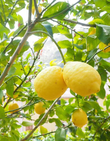 nimbu plant, lemon plant