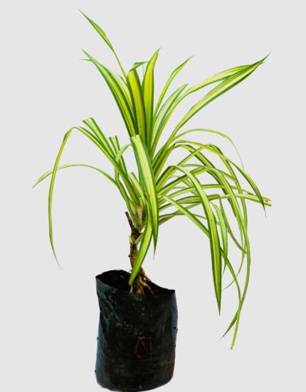 pendanes plant