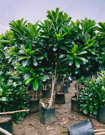 plumeria alba tree
