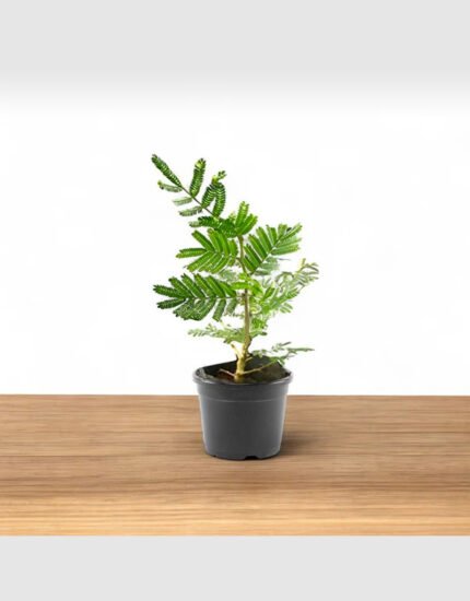 shami plant
