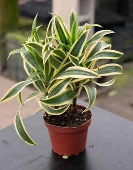 son of india plant