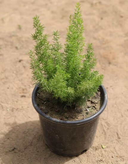 spara mary plant