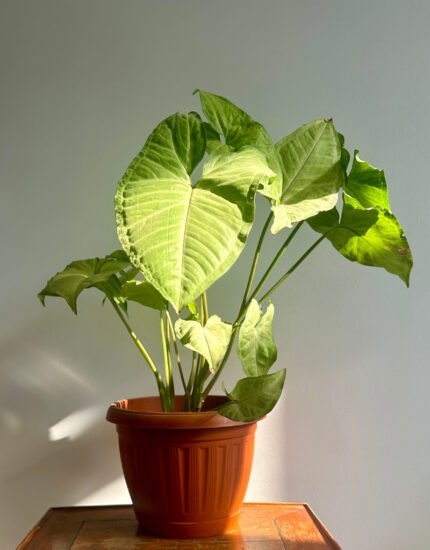 syngonium plant