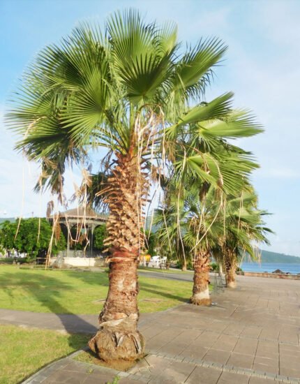 washingtonia palm tree